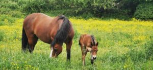 Horses on Pilgrims Hatch side of A12